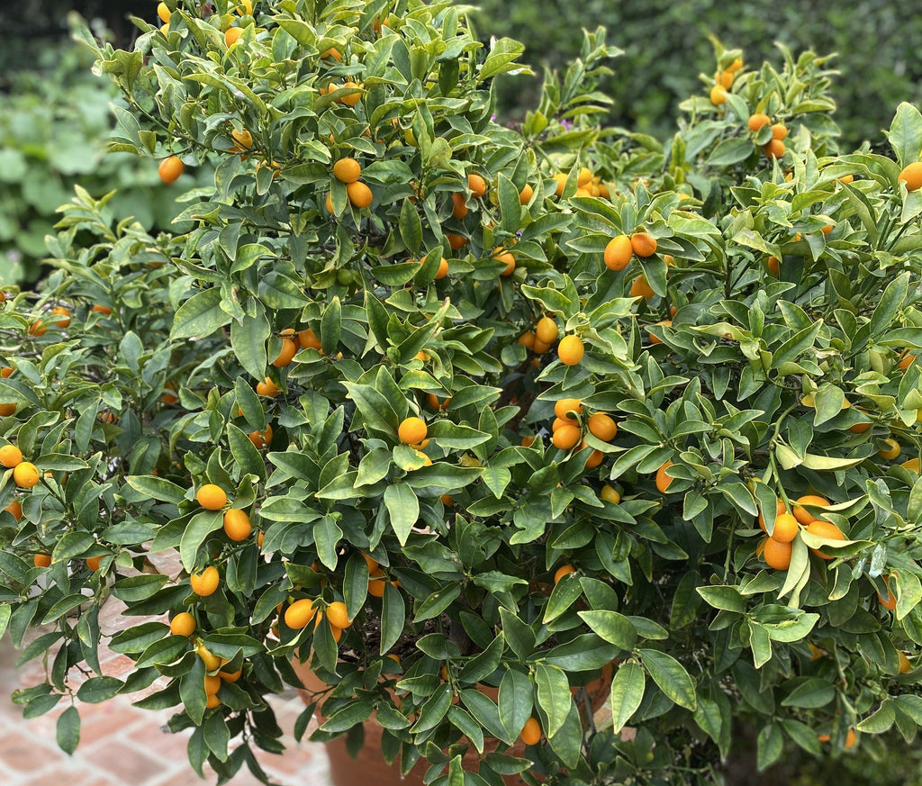 Kumquats growing on a shrub in a garden. Use them to make drinks and enjoy that drink while wearing a mosquito-repellent Shoo for Good wrap! Don't let bugs spoil the moment.